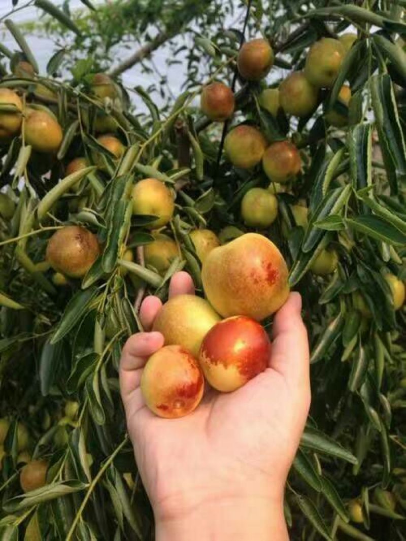 鲜脆枣基地大量货源