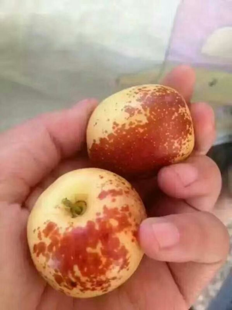 鲜脆枣基地大量货源