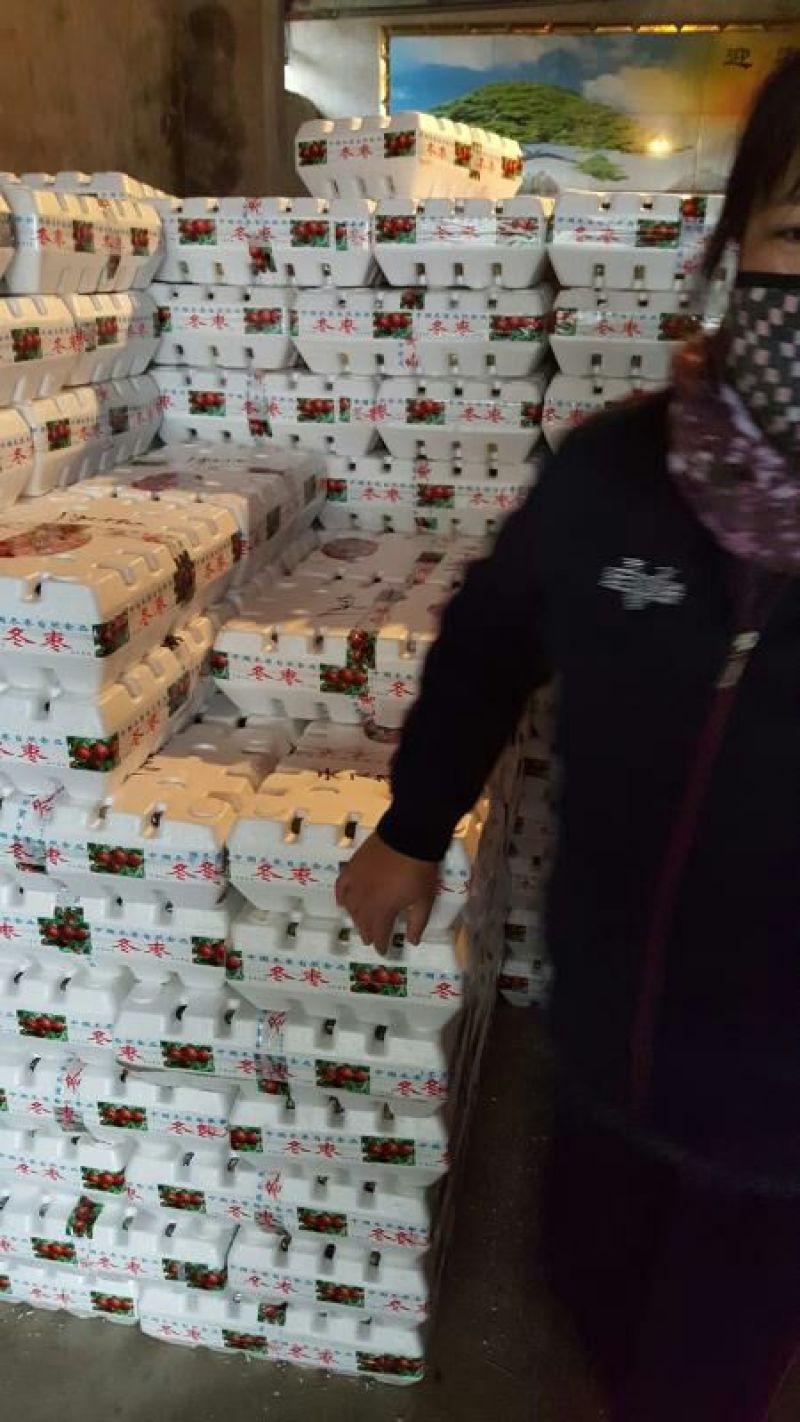 鲜脆枣基地大量货源