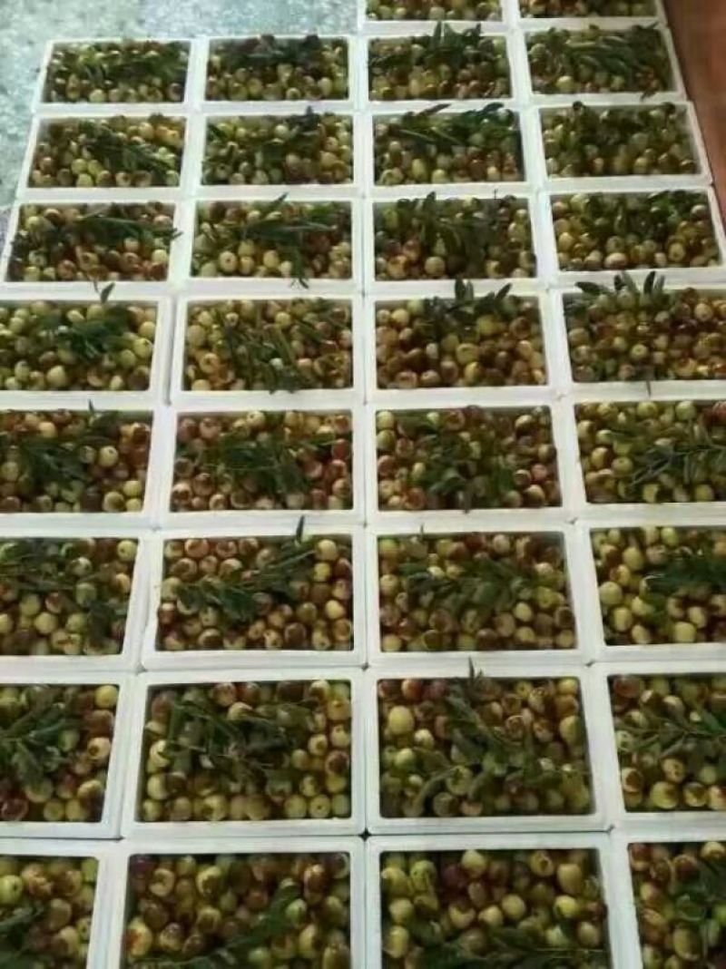 早熟山东鲜枣产地果园现摘现发货源充足量大从优