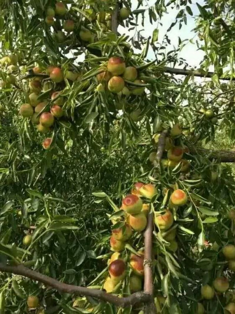早熟山东鲜枣产地果园现摘现发货源充足量大从优
