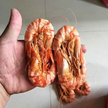 九节虾烤干烤干大量批发