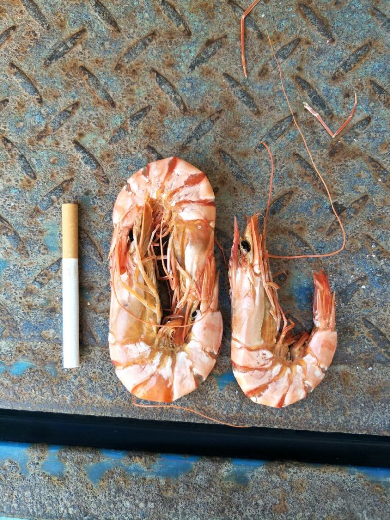 九节虾烤干烤干大量批发
