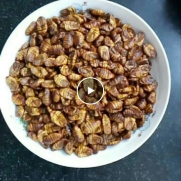 食用蚕茧蛹
