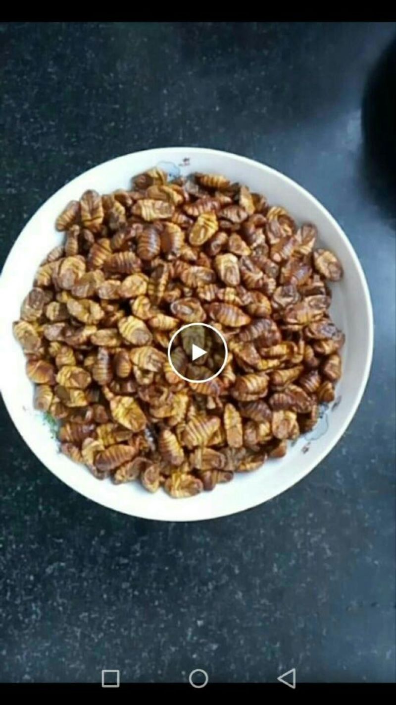 食用蚕茧蛹