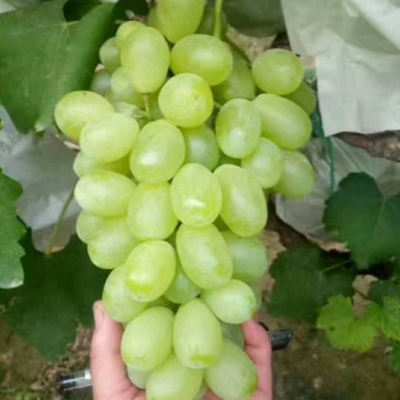 青提葡萄
