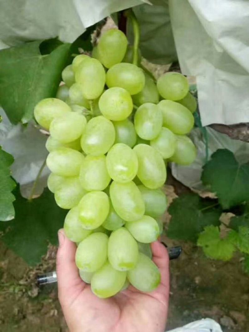 青提葡萄