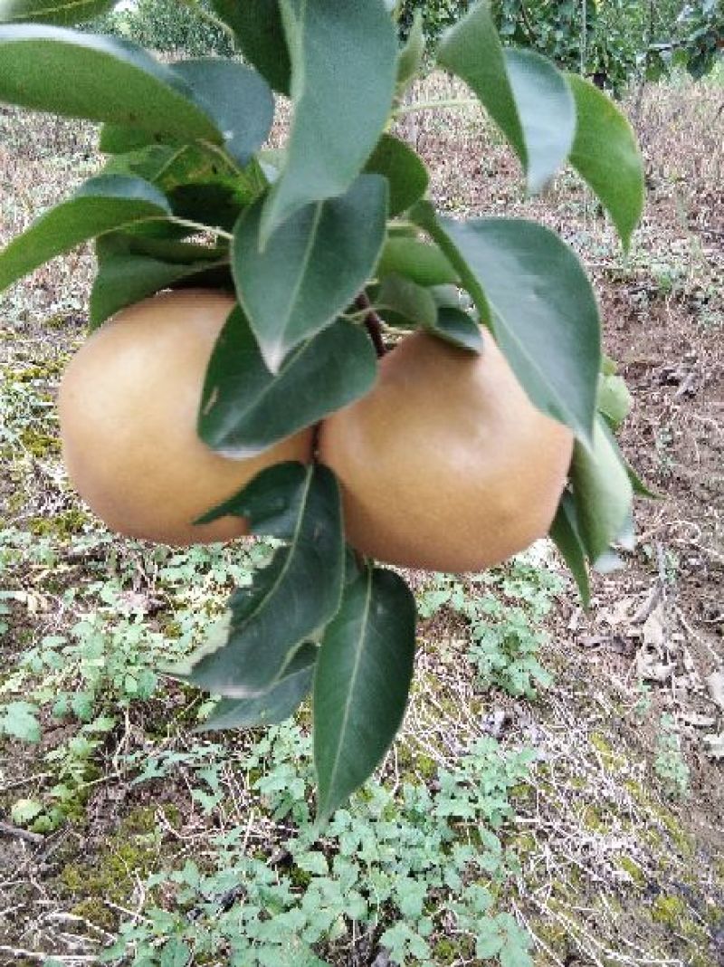 黄梨