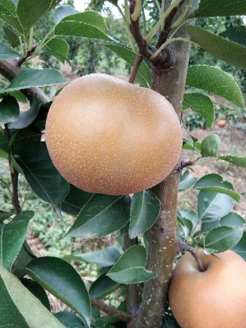 黄梨