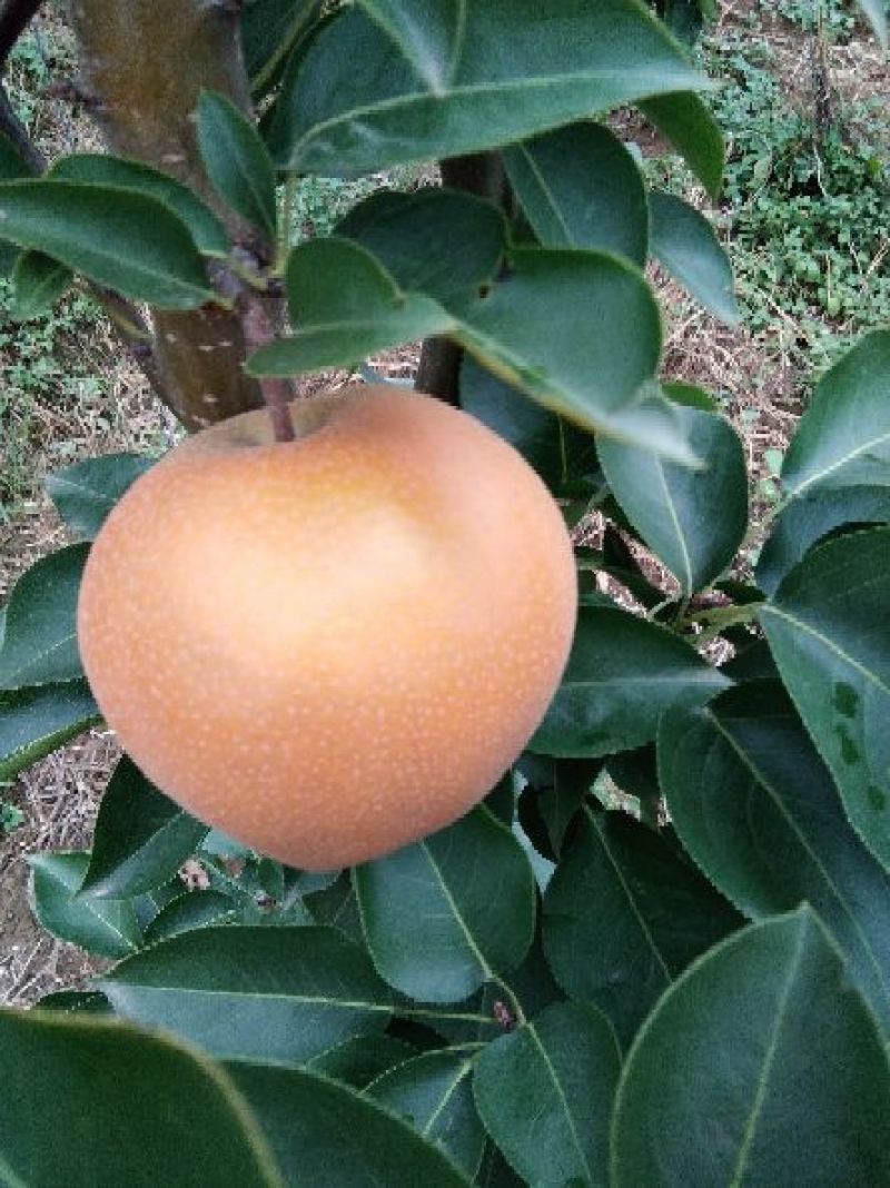 黄梨