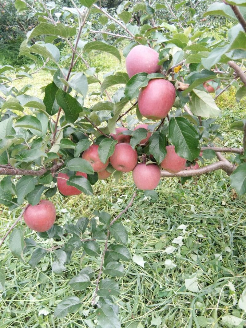 冰糖心苹果70mm以上光果，一件代发。