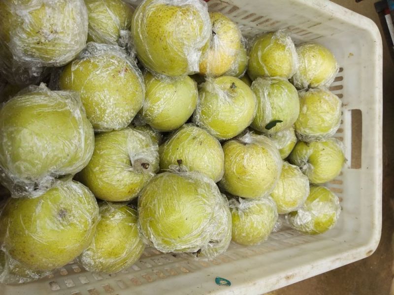 梨上市了品种多多量大口感好个头大可视频看货