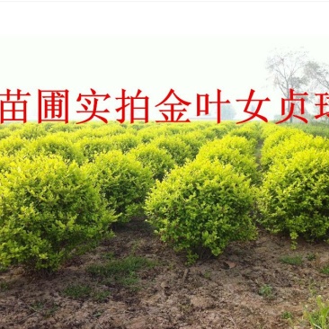 出售自家苗圃金叶女贞球80cm冠幅以上