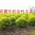 出售自家苗圃金叶女贞球80cm冠幅以上