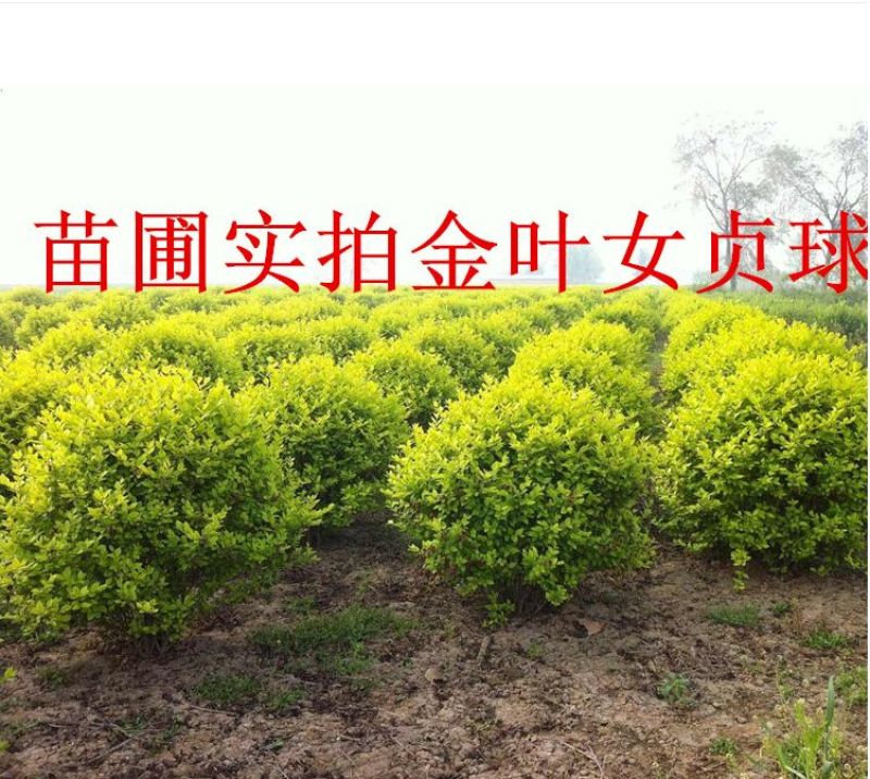 出售自家苗圃金叶女贞球80cm冠幅以上