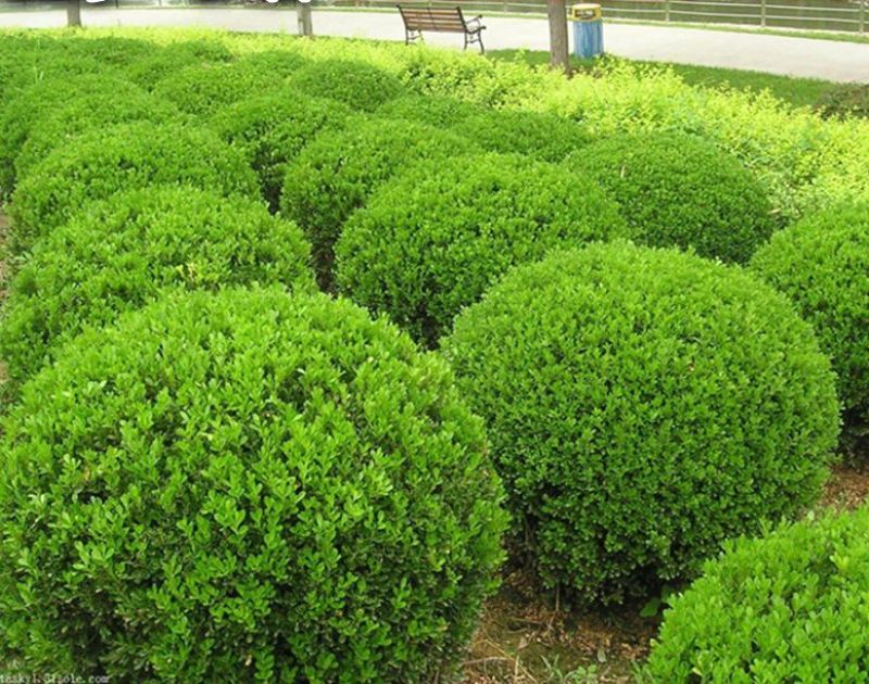出售自家苗圃金叶女贞球80cm冠幅以上