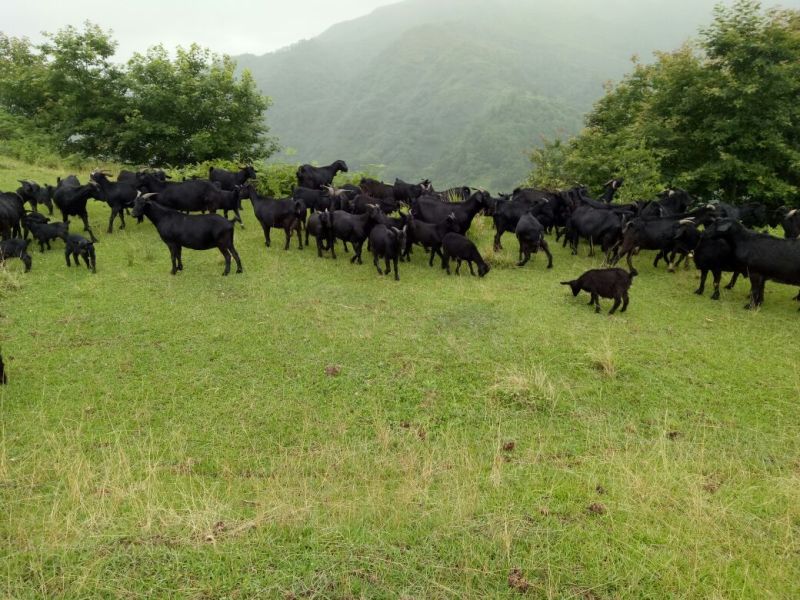 黑山羊