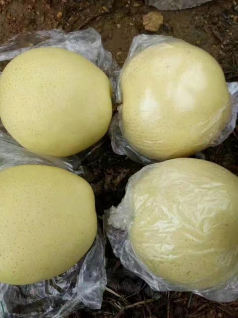 黄金梨口感脆甜多汁糖度高个头均匀品种多货源充足稳