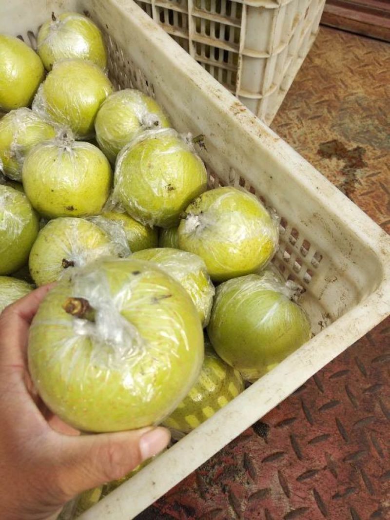 黄金梨口感脆甜多汁糖度高个头均匀品种多货源充足稳