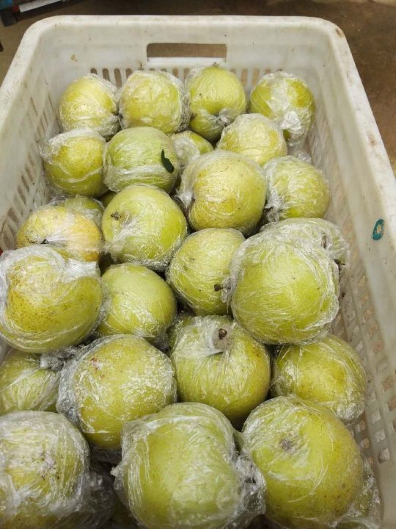 黄金梨口感脆甜多汁糖度高个头均匀品种多货源充足稳