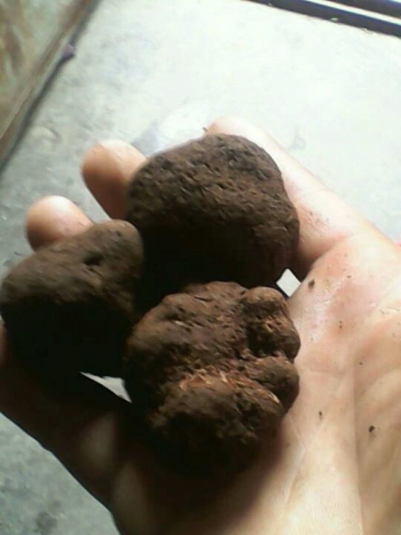 黑松露，3公分以下，包邮