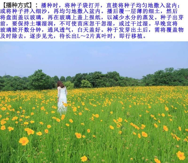 金鸡菊种子花卉种子花期长发芽快8-10斤/亩