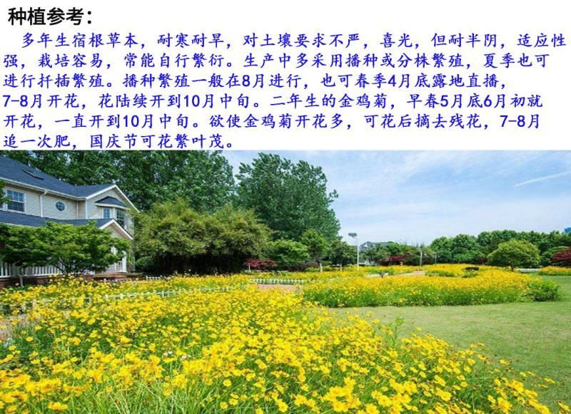 金鸡菊种子花卉种子花期长发芽快8-10斤/亩
