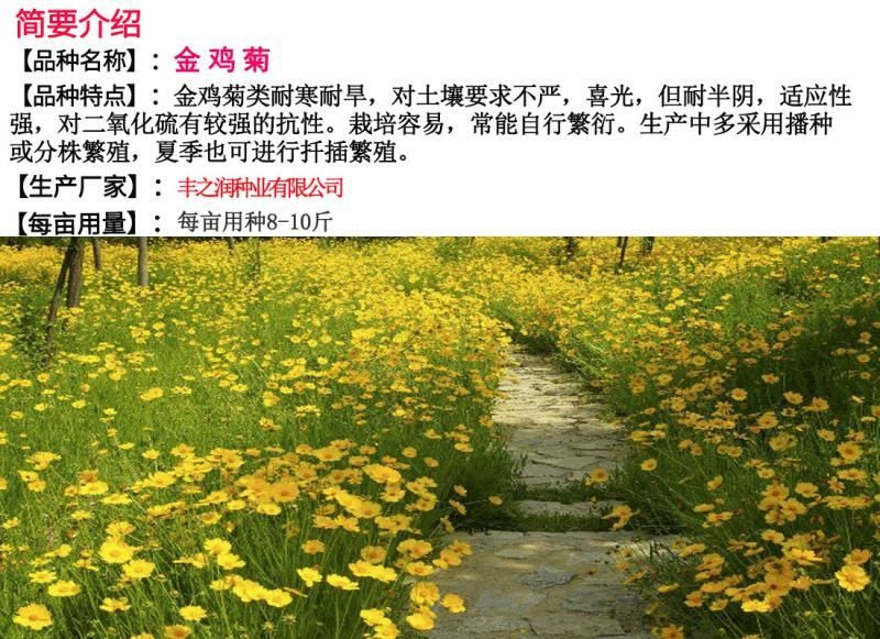 金鸡菊种子花卉种子花期长发芽快8-10斤/亩