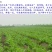 鲁梅克斯种子牧草种子牛羊马猪鸡鸭鹅都爱3-4斤/亩