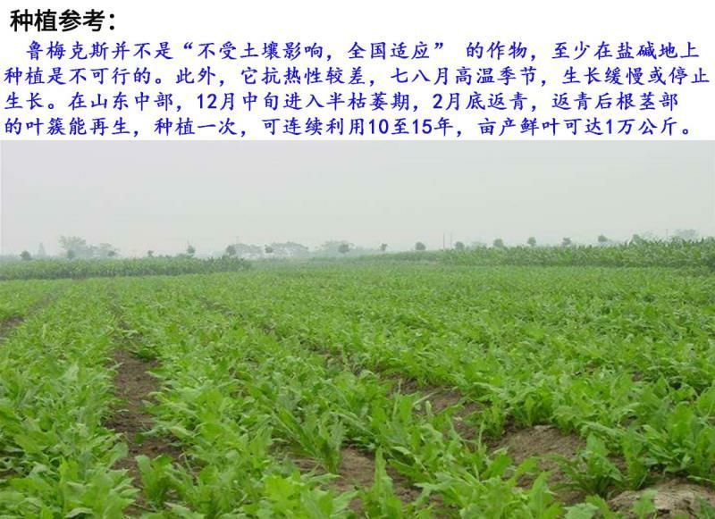 鲁梅克斯种子牧草种子牛羊马猪鸡鸭鹅都爱3-4斤/亩