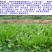 鲁梅克斯种子牧草种子牛羊马猪鸡鸭鹅都爱3-4斤/亩