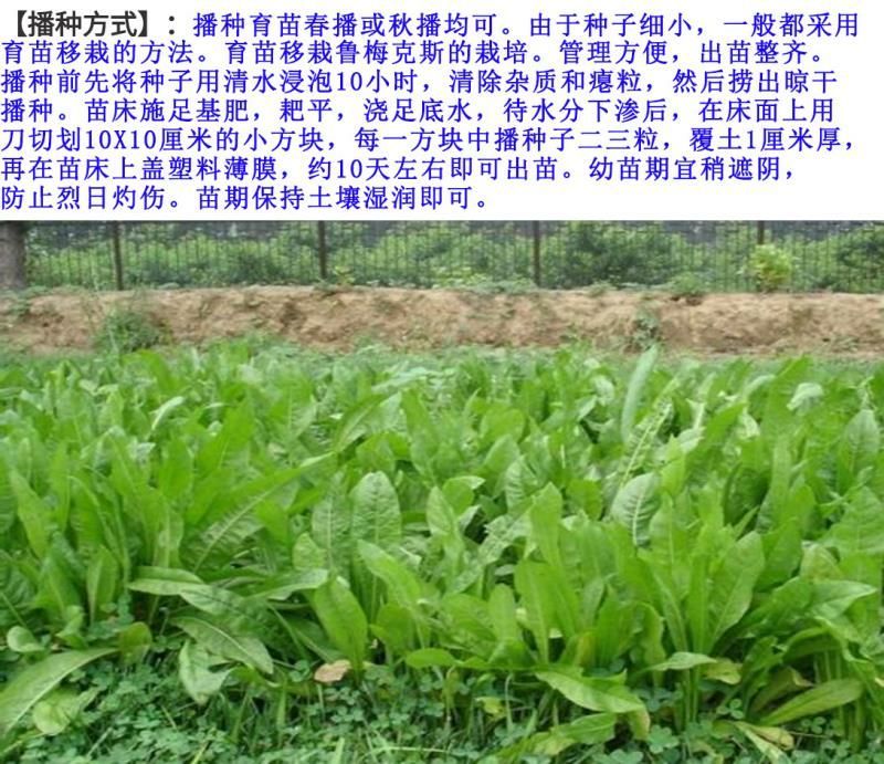 鲁梅克斯种子牧草种子牛羊马猪鸡鸭鹅都爱3-4斤/亩