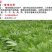 鲁梅克斯种子牧草种子牛羊马猪鸡鸭鹅都爱3-4斤/亩