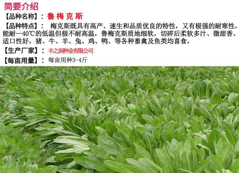 鲁梅克斯种子牧草种子牛羊马猪鸡鸭鹅都爱3-4斤/亩