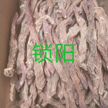 锁阳