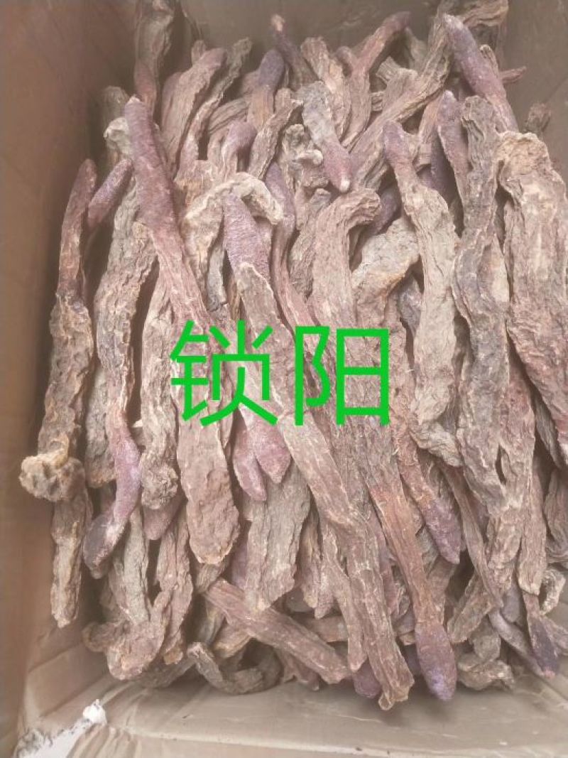 锁阳