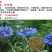 矢车菊种子花卉种子花种子发芽快8-10斤/亩