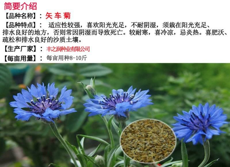 矢车菊种子花卉种子花种子发芽快8-10斤/亩