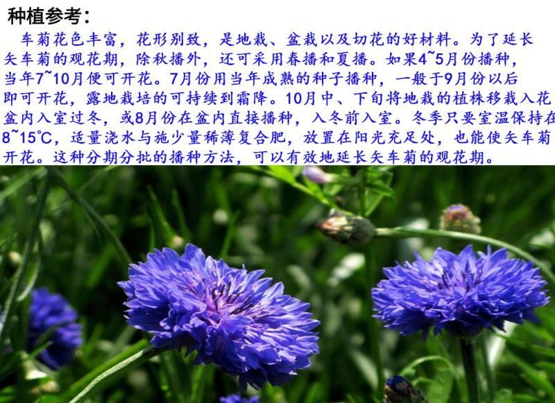 矢车菊种子花卉种子花种子发芽快8-10斤/亩