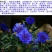 矢车菊种子花卉种子花种子发芽快8-10斤/亩