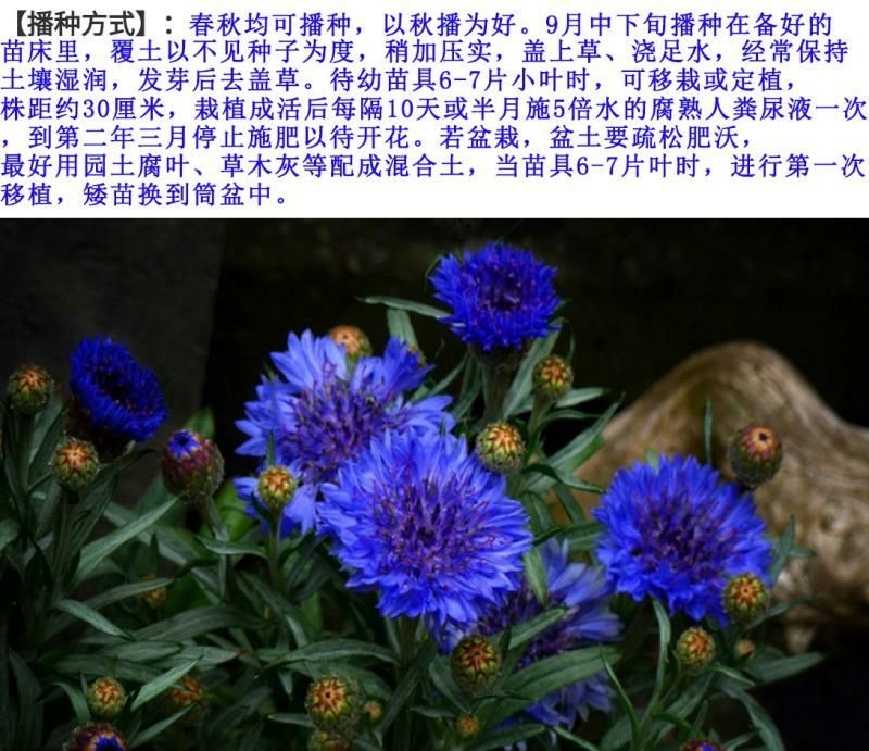 矢车菊种子花卉种子花种子发芽快8-10斤/亩
