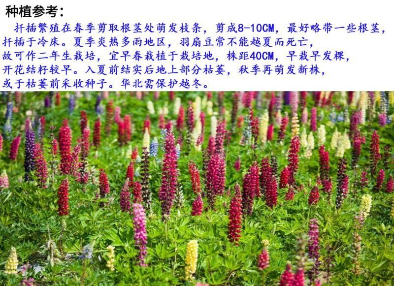 羽扇豆种子花卉种子发芽快花期3-5月