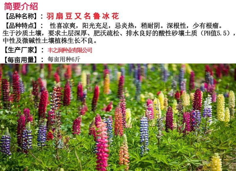 羽扇豆种子花卉种子发芽快花期3-5月
