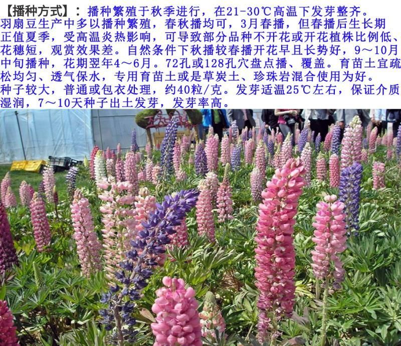 羽扇豆种子花卉种子发芽快花期3-5月