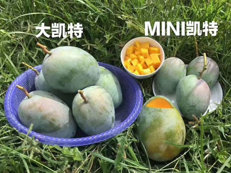 攀枝花非云南华坪凯特大芒果产地直发支持一件代发