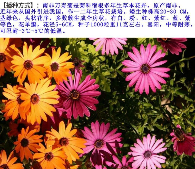 南非万寿菊种子花卉种子发芽快8-10斤/亩