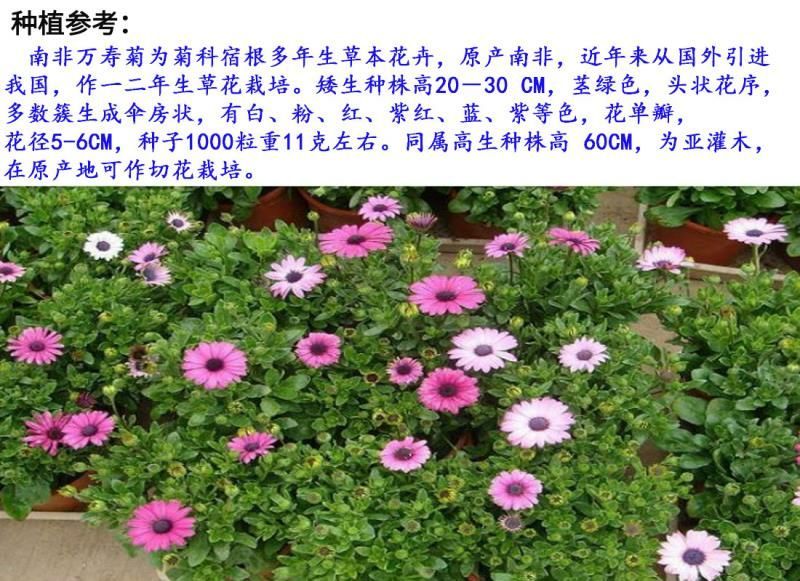 南非万寿菊种子花卉种子发芽快8-10斤/亩