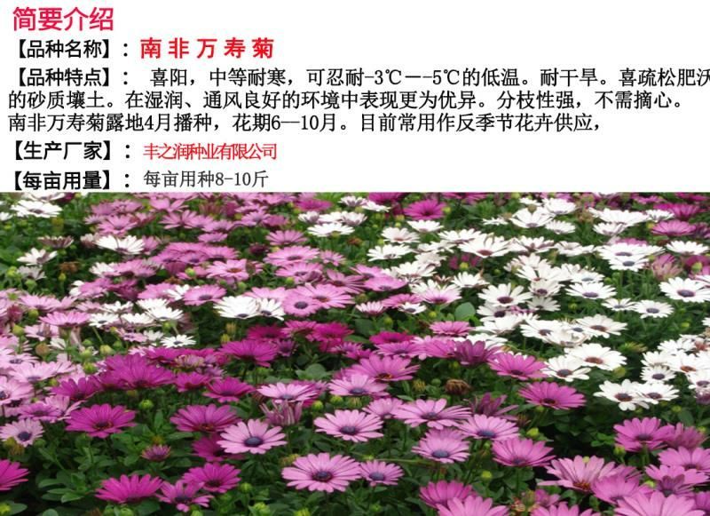 南非万寿菊种子花卉种子发芽快8-10斤/亩