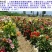 小丽花种子花卉种子发芽快6-8斤/亩