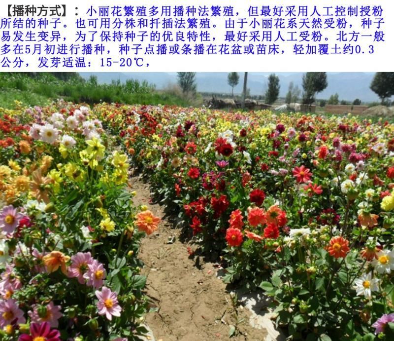 小丽花种子花卉种子发芽快6-8斤/亩